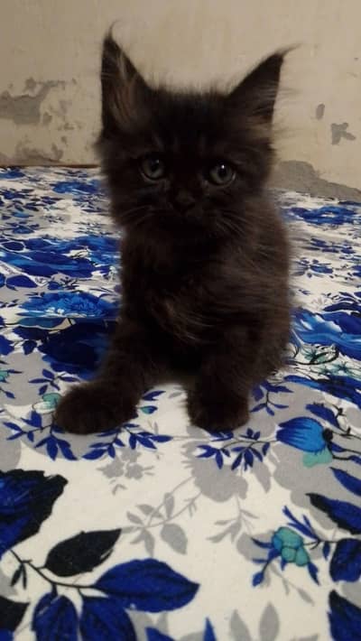 chinto Monti Robi kittens available 03144762823