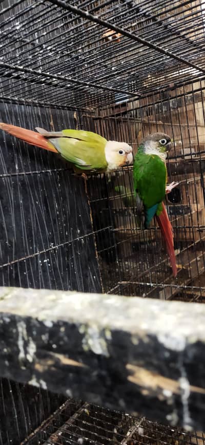 Green Chick / Pineapple Yellow sided Pair For Sale