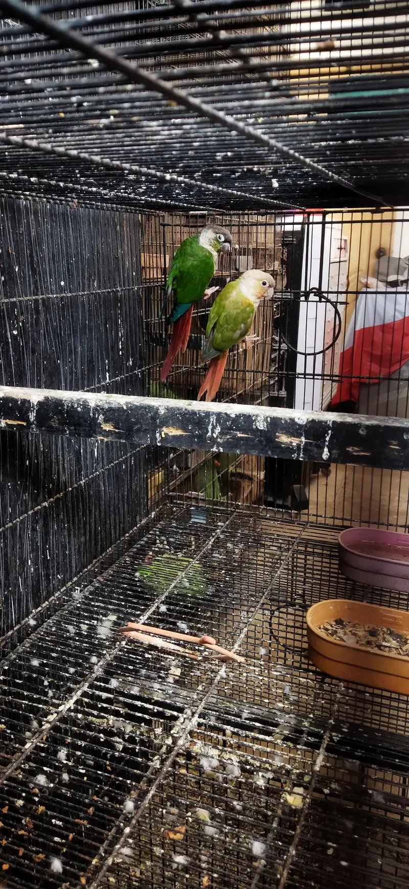 Green Chick / Pineapple Yellow sided Pair For Sale — photo 2