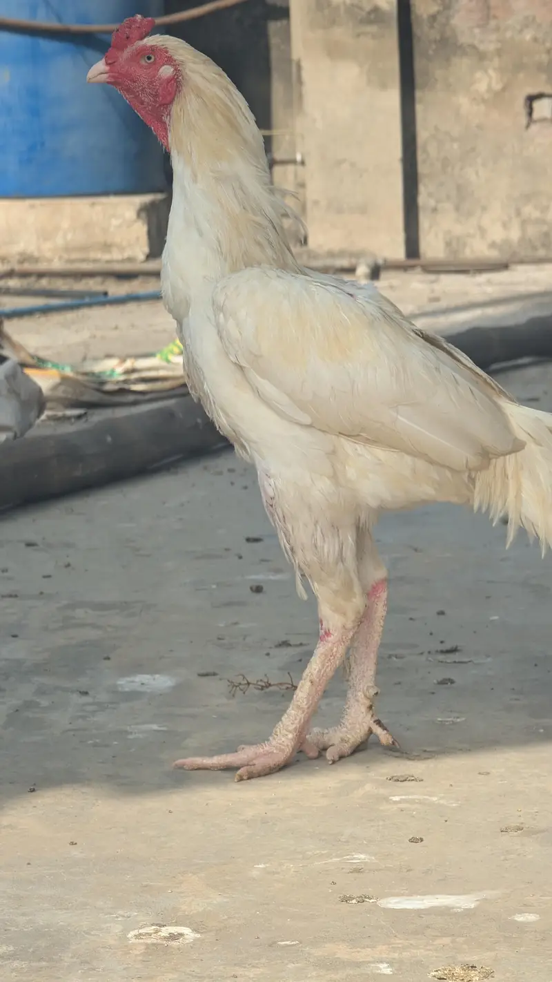 2 Male 1 female herra aseel breader for sale — photo 3
