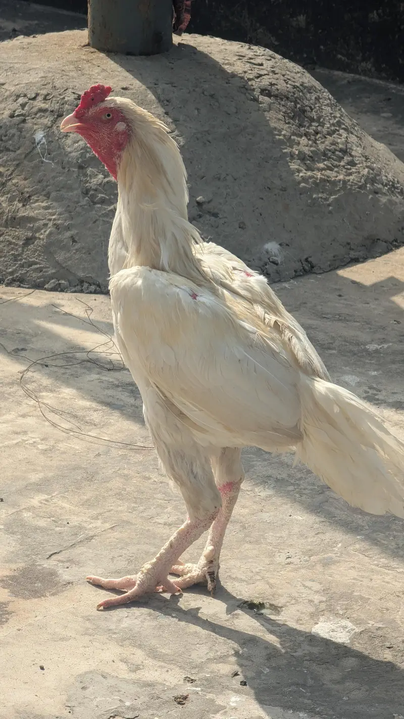 2 Male 1 female herra aseel breader for sale — photo 2
