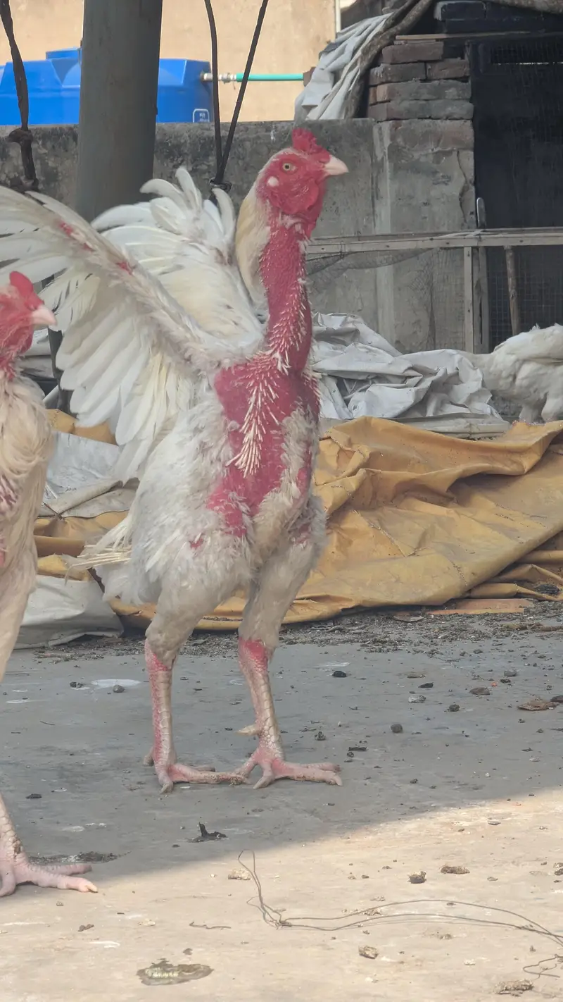 2 Male 1 female herra aseel breader for sale — photo 4