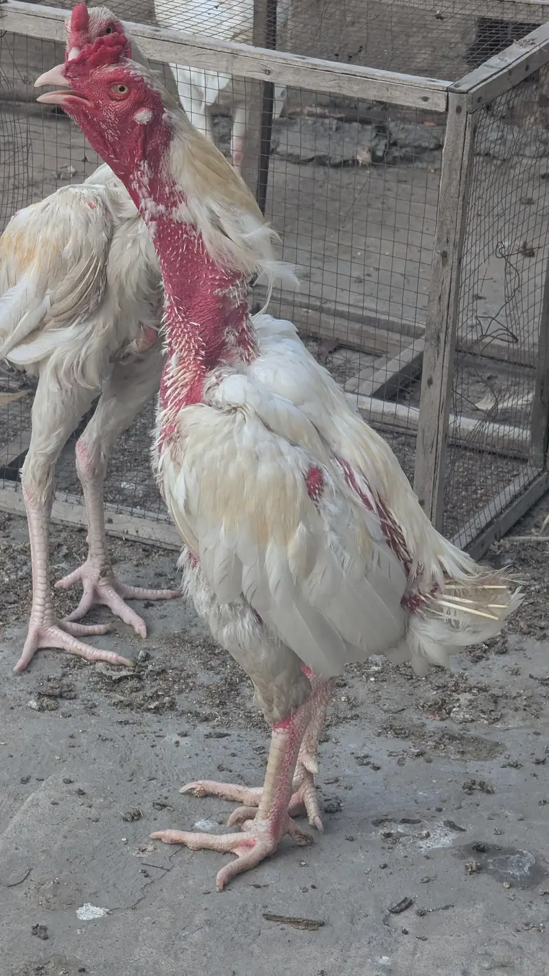 2 Male 1 female herra aseel breader for sale — photo 5