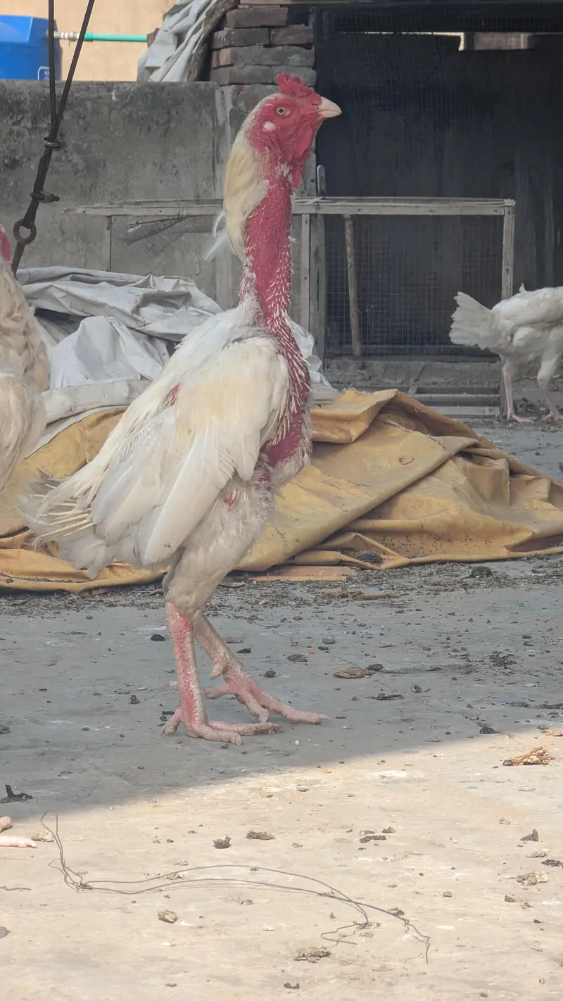 2 Male 1 female herra aseel breader for sale — photo 6