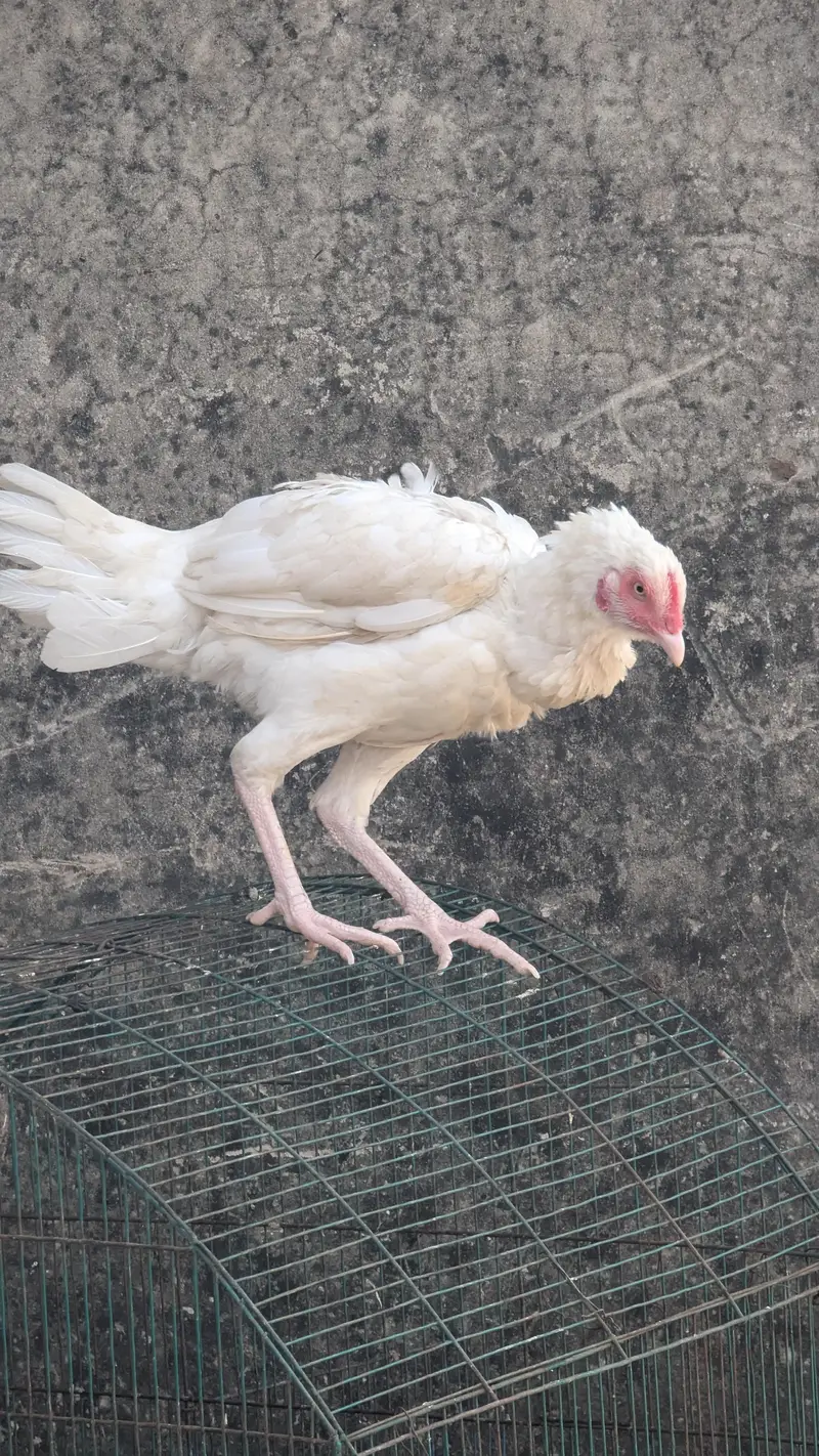 2 Male 1 female herra aseel breader for sale — photo 7