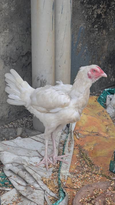2 Male 1 female herra aseel breader for sale