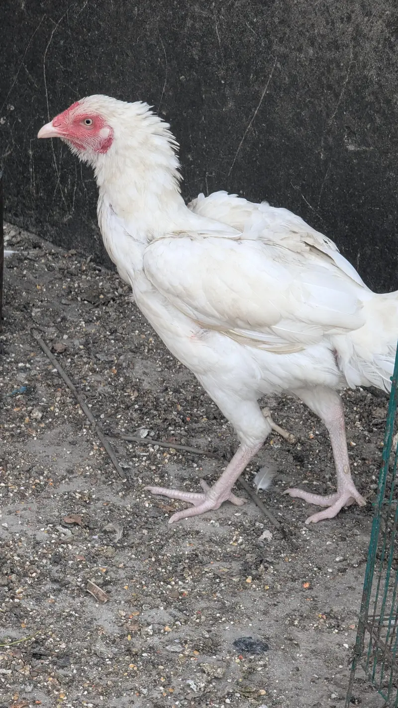 2 Male 1 female herra aseel breader for sale — photo 8
