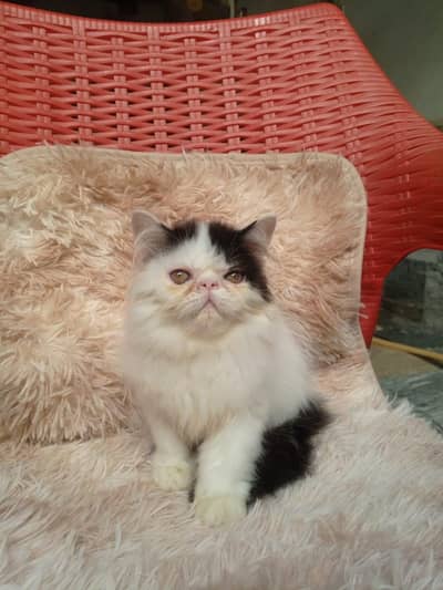 CFA bloodline kitten
