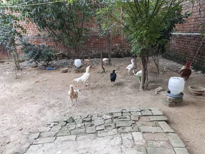 i want to sell my desi and aseel hens