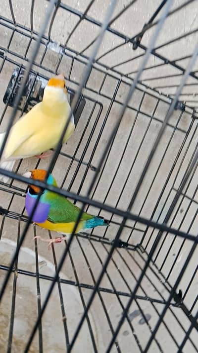 finches