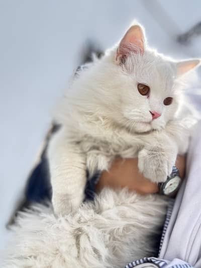 Beautiful and Affectionate Cat