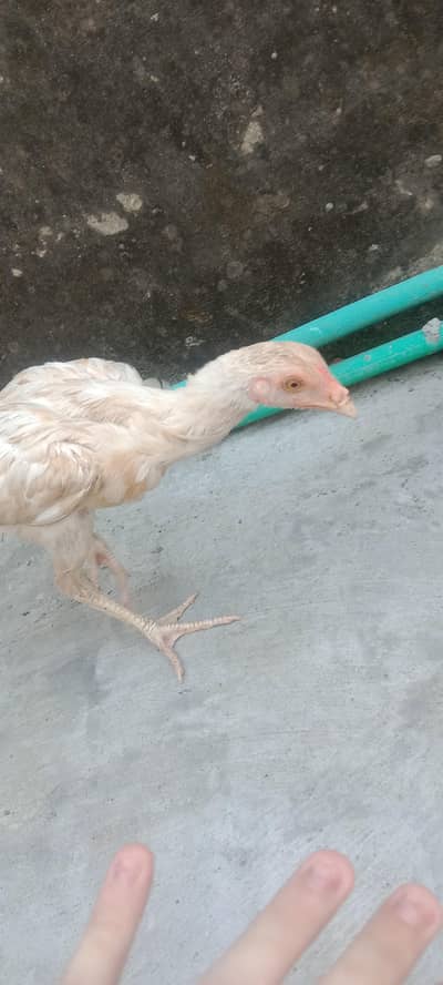 heera for sale