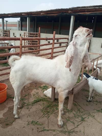 Gulabi Breeder Male Bakra 6 daant | Bakra For sale