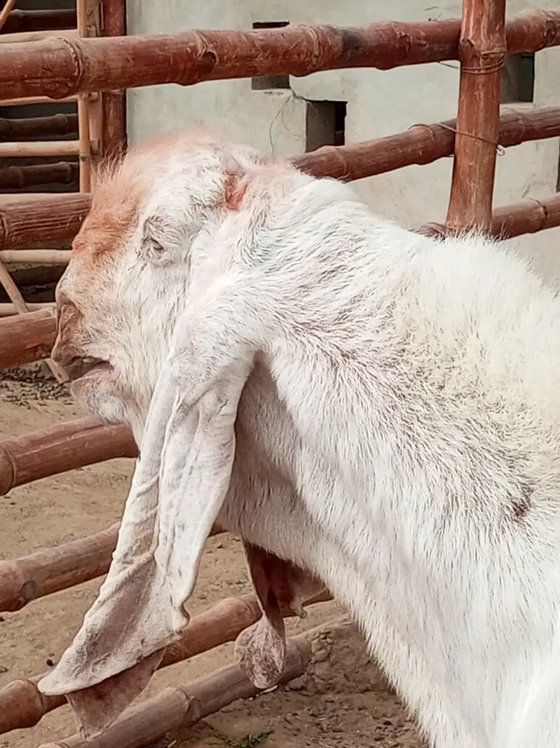 Gulabi Breeder Male Bakra 6 daant | Bakra For sale — photo 2