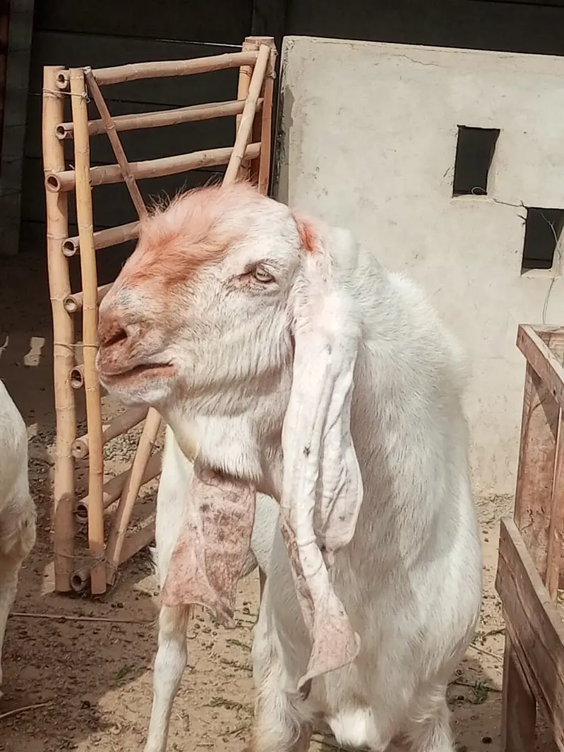 Gulabi Breeder Male Bakra 6 daant | Bakra For sale — photo 3