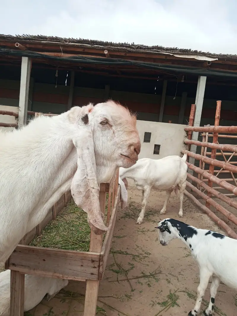 Gulabi Breeder Male Bakra 6 daant | Bakra For sale — photo 4