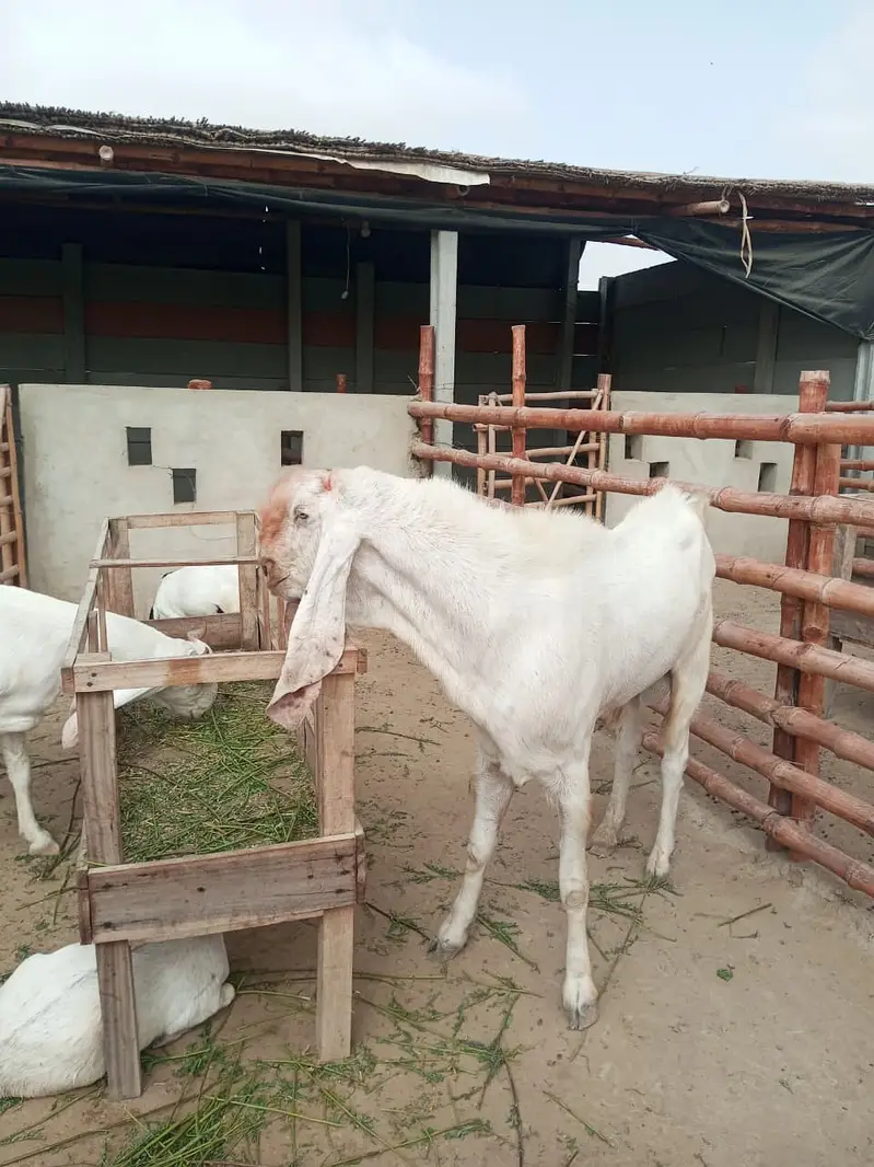 Gulabi Breeder Male Bakra 6 daant | Bakra For sale — photo 5