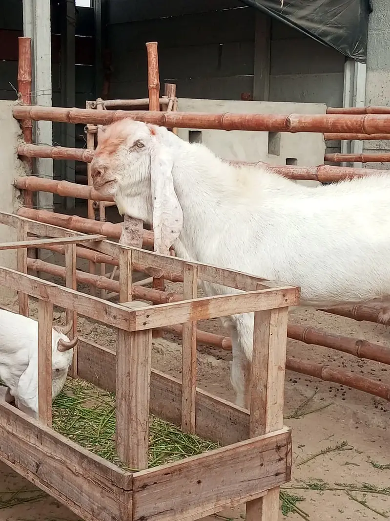 Gulabi Breeder Male Bakra 6 daant | Bakra For sale — photo 6