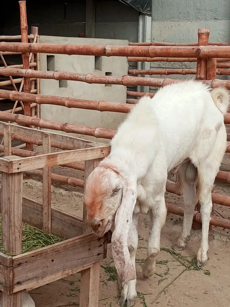 Gulabi Breeder Male Bakra 6 daant | Bakra For sale — photo 7