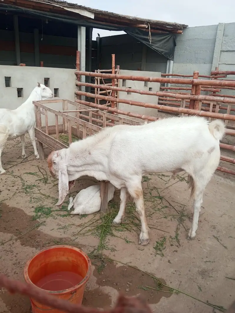 Gulabi Breeder Male Bakra 6 daant | Bakra For sale — photo 8