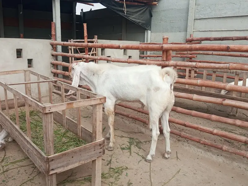 Gulabi Breeder Male Bakra 6 daant | Bakra For sale — photo 9