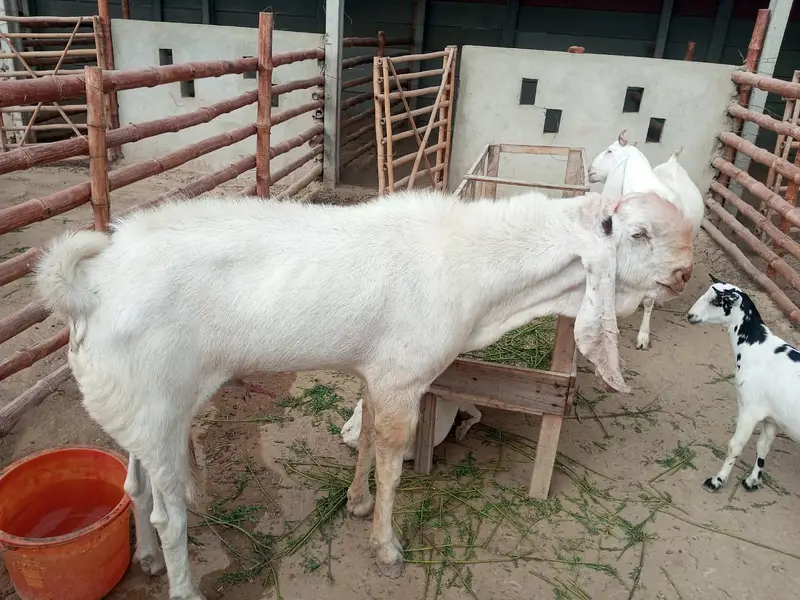 Gulabi Breeder Male Bakra 6 daant | Bakra For sale — photo 10