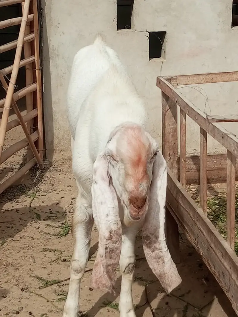 Gulabi Breeder Male Bakra 6 daant | Bakra For sale — photo 11