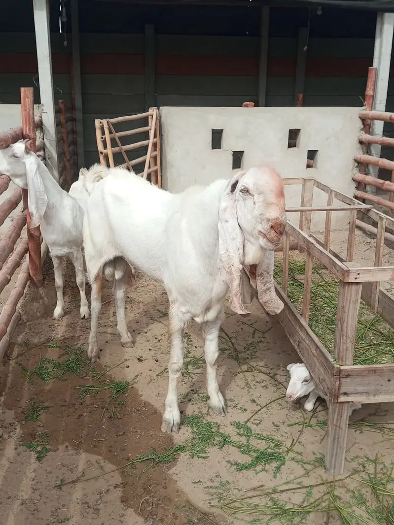Gulabi Breeder Male Bakra 6 daant | Bakra For sale — photo 12