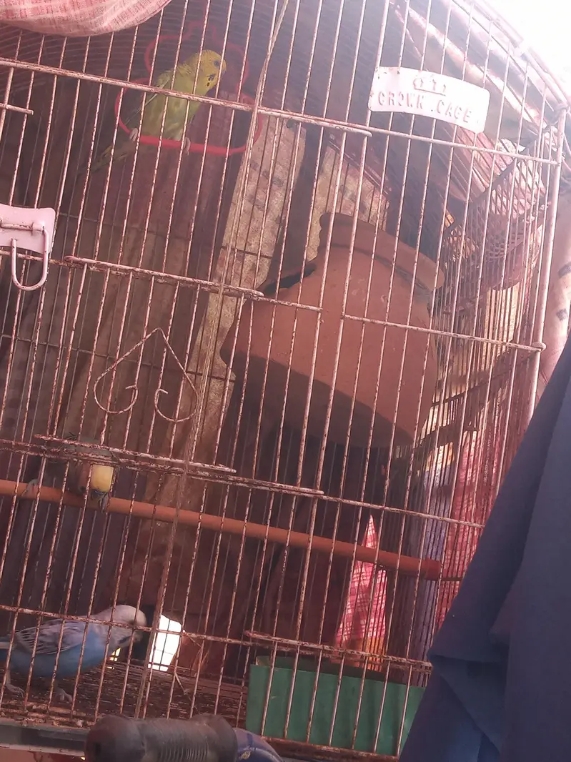 Bajri & green parrot sale Add read please — photo 2