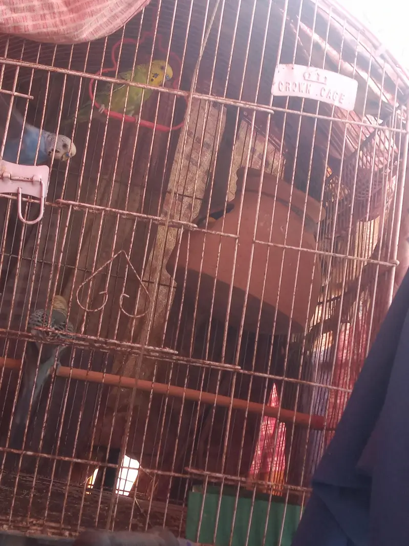 Bajri & green parrot sale Add read please — photo 3