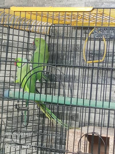Green ringneck