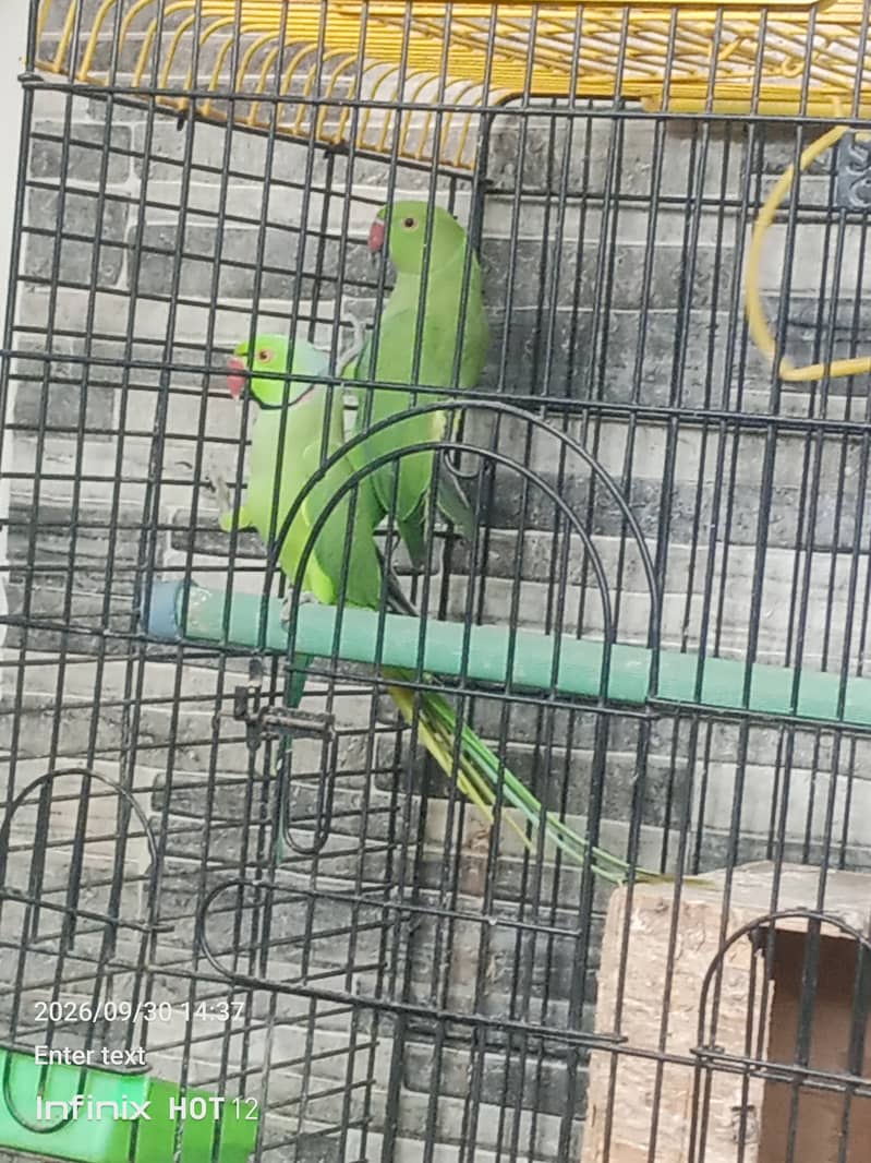 Green ringneck 1