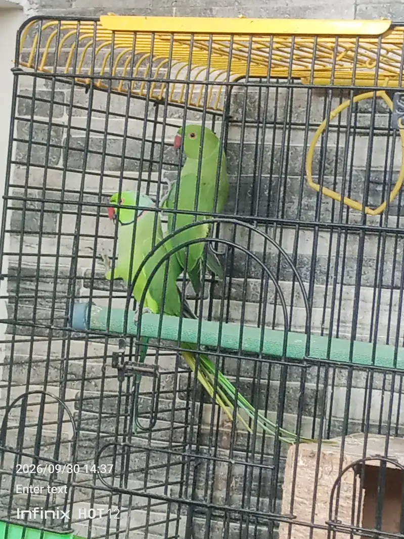 Green ringneck — photo 3