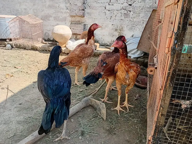 اعلی کوالٹی اسیل مرغیاں — photo 5