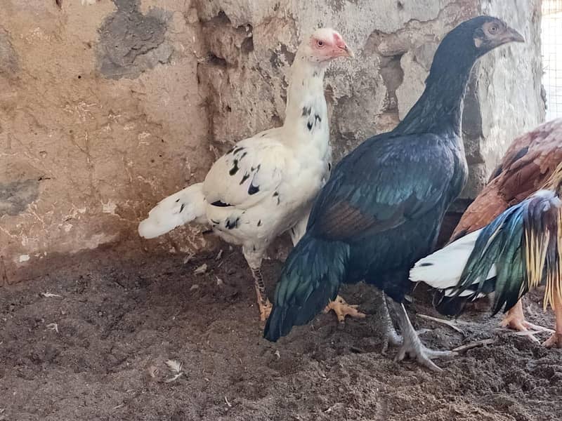 اعلی کوالٹی اسیل مرغیاں 5