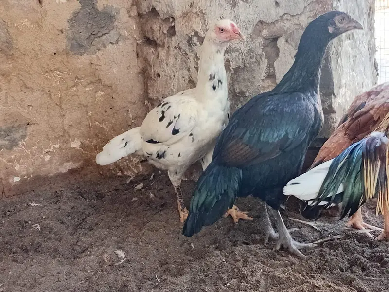 اعلی کوالٹی اسیل مرغیاں — photo 6