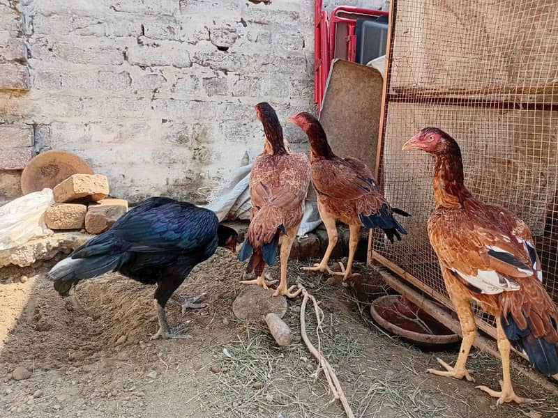 اعلی کوالٹی اسیل مرغیاں 7