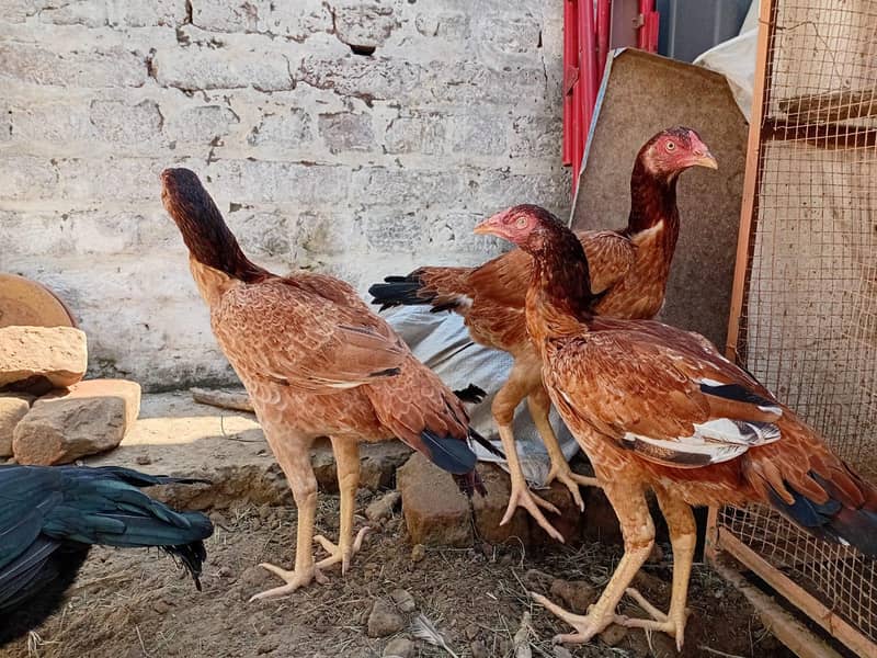 اعلی کوالٹی اسیل مرغیاں 8