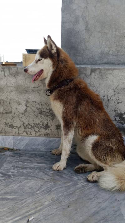 Siberian Husky Female