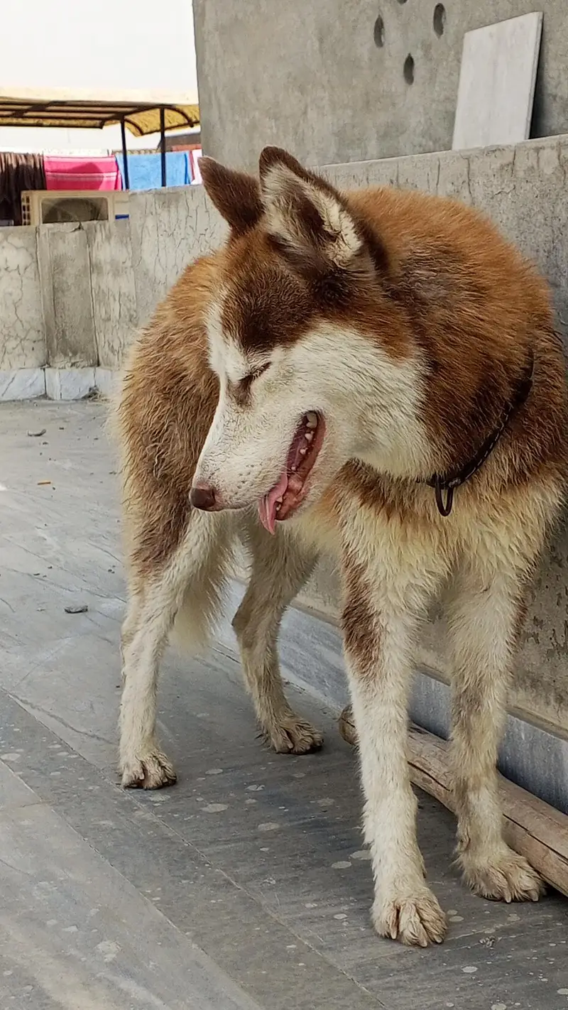 Siberian Husky Female — photo 3