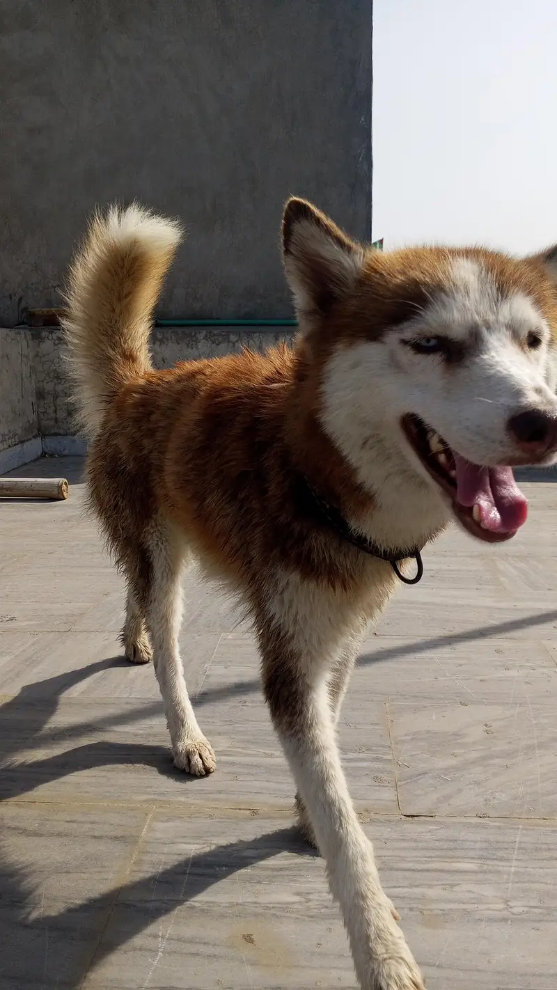 Siberian Husky Female — photo 4