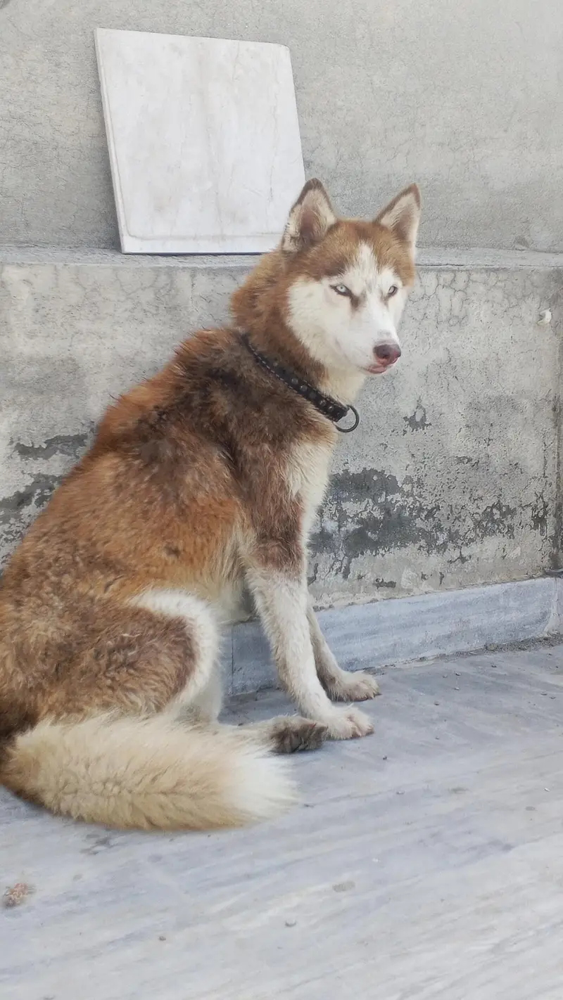 Siberian Husky Female — photo 5