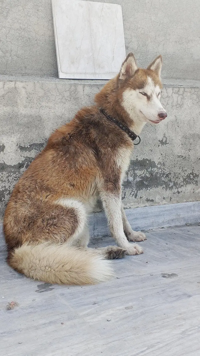 Siberian Husky Female — photo 6
