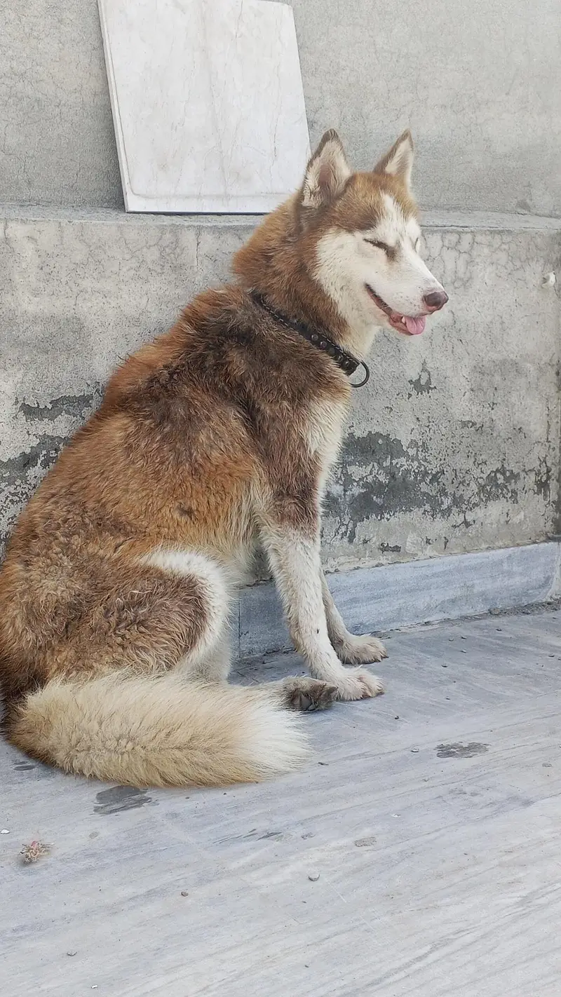 Siberian Husky Female — photo 7
