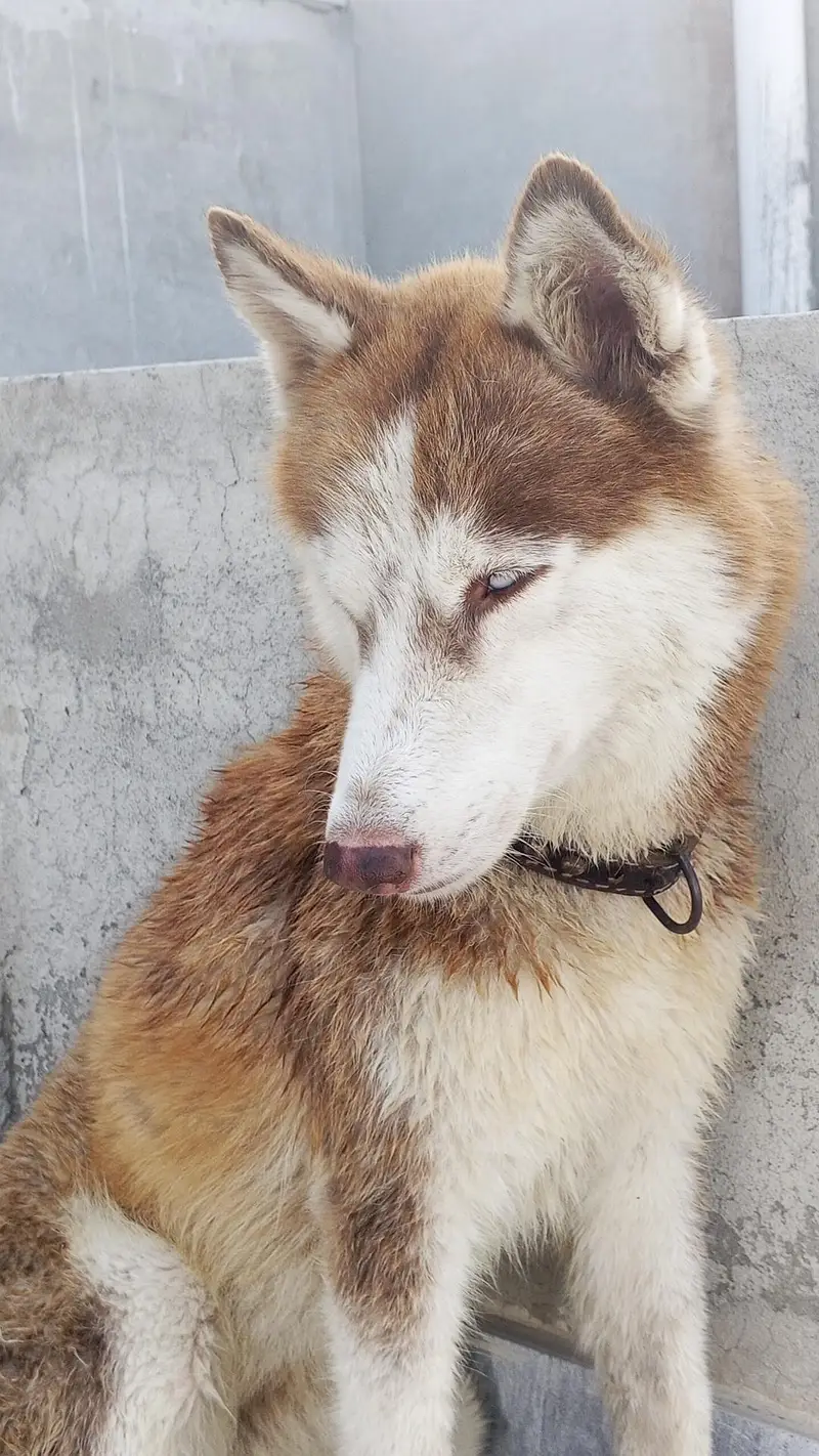 Siberian Husky Female — photo 8
