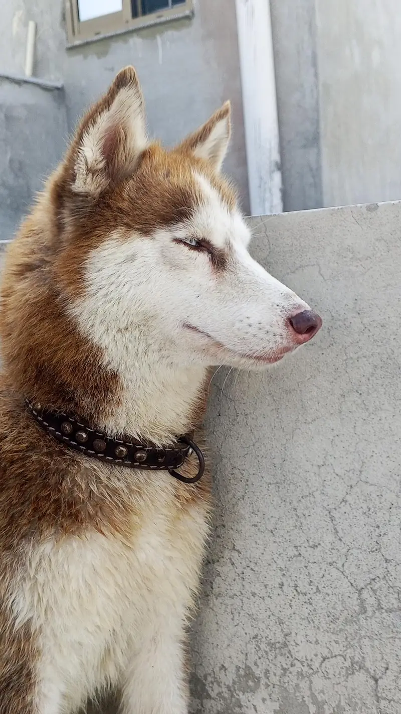Siberian Husky Female — photo 9