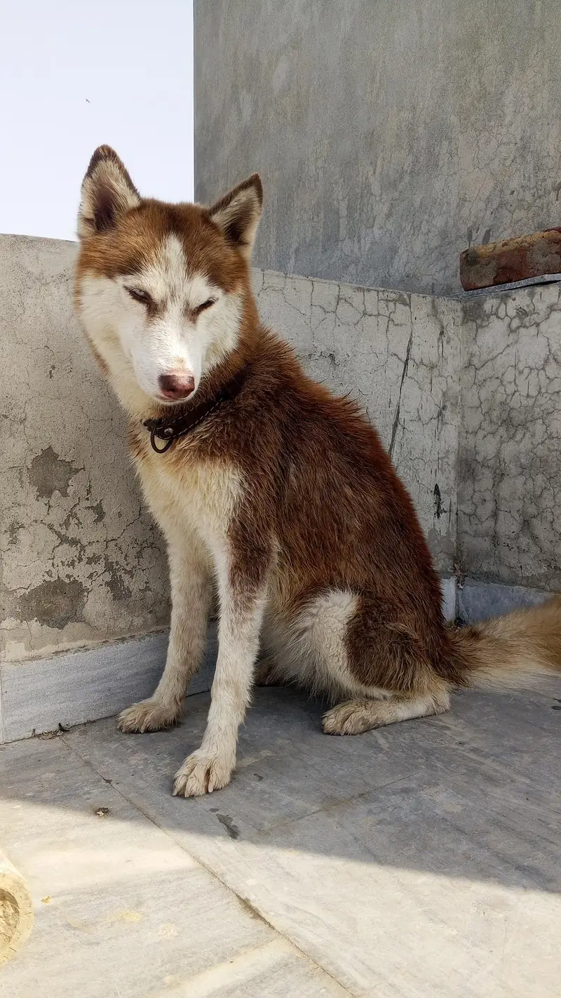 Siberian Husky Female — photo 10