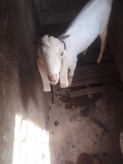 bakra full gulabi active and helthy 6 month age gahr ka pala howa.