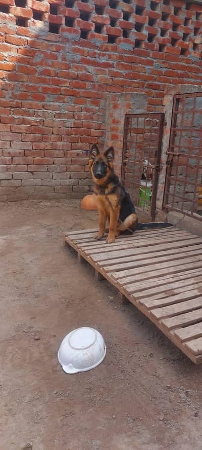 long coat 5 months vaccinated healthy active female for sale