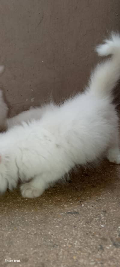 persian cats